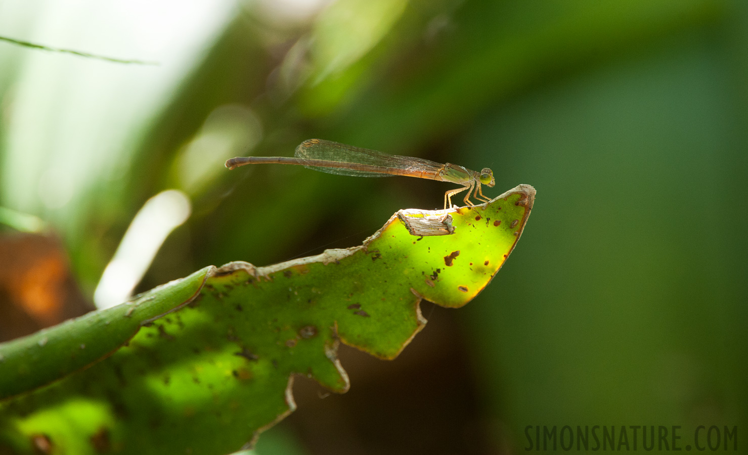 Lowveld National Botanical Garden [550 mm, 1/125 sec at f / 8.0, ISO 1600]